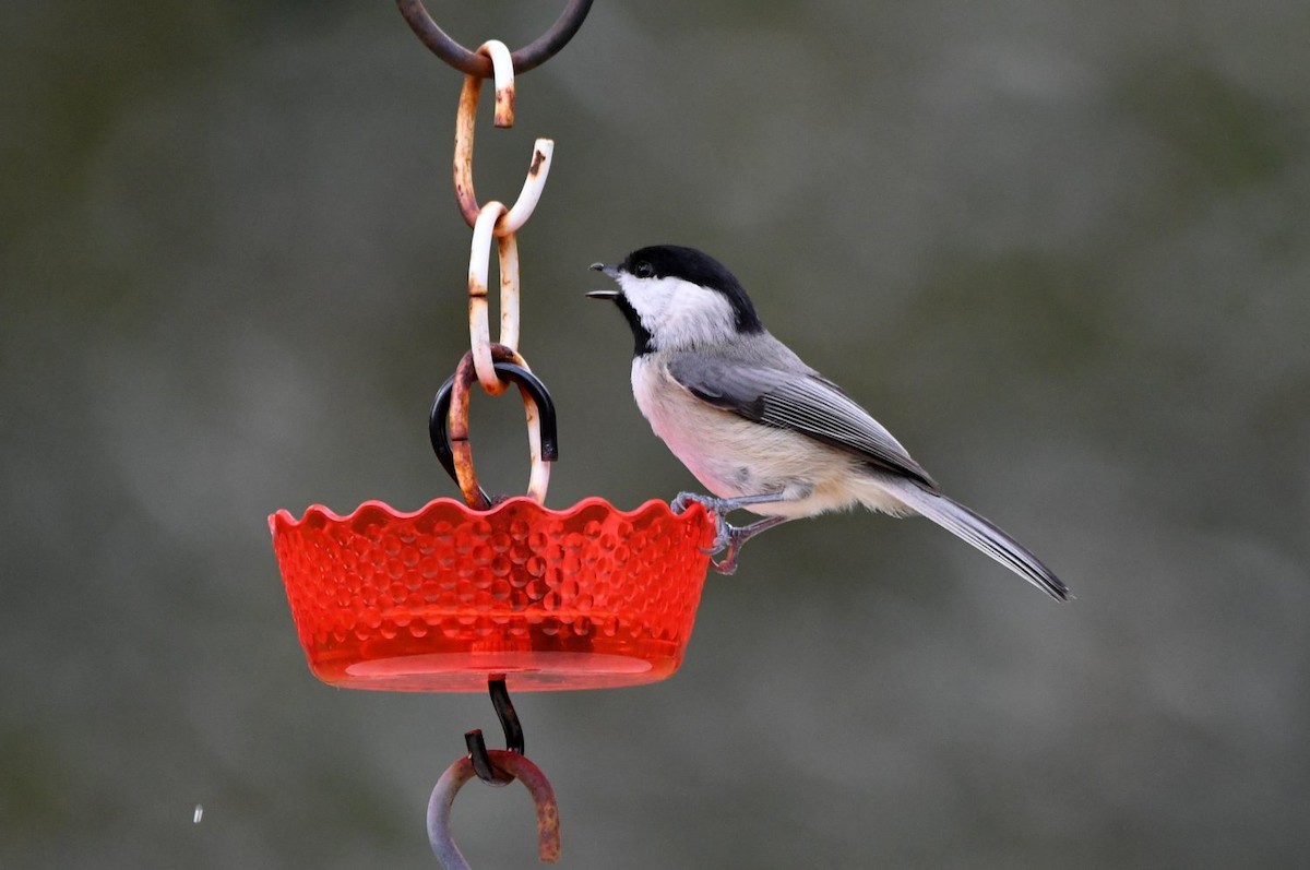Carolina Chickadee - ML646313033
