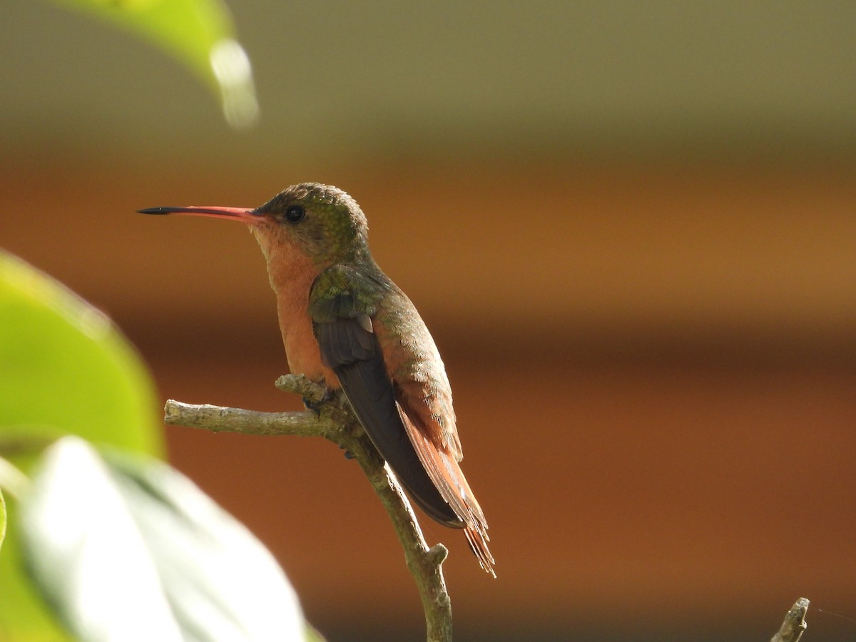 kolibřík ryšavý - ML646313034