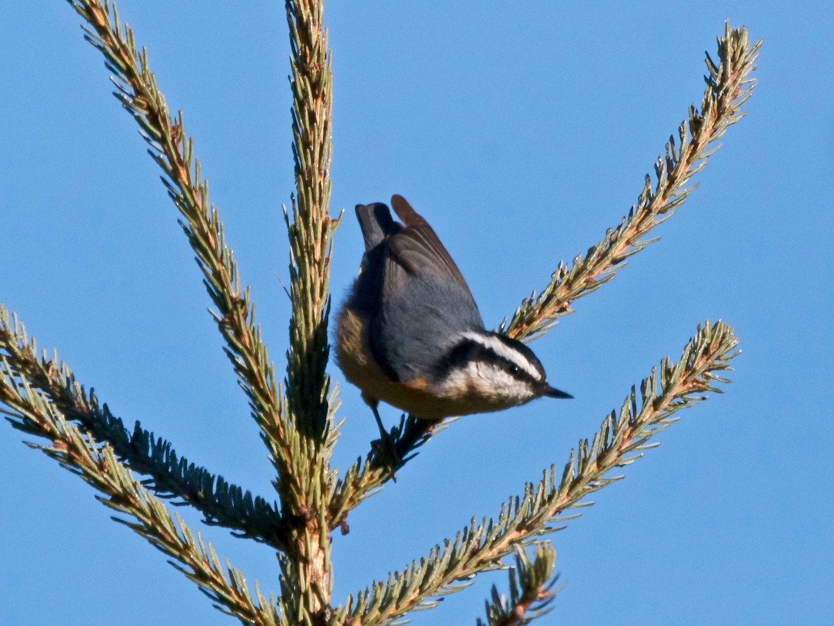 Red-breasted Nuthatch - ML646313035