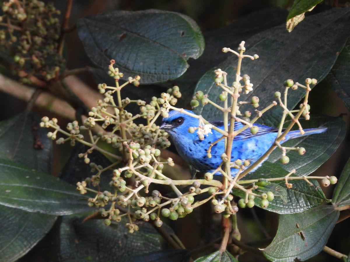 Blue-and-black Tanager - ML646313037