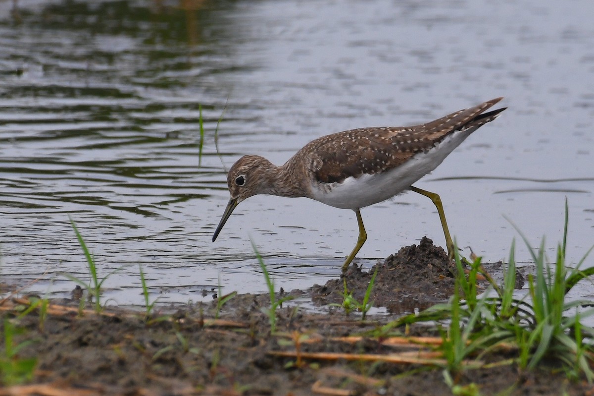 Solitary Sandpiper - ML646313039