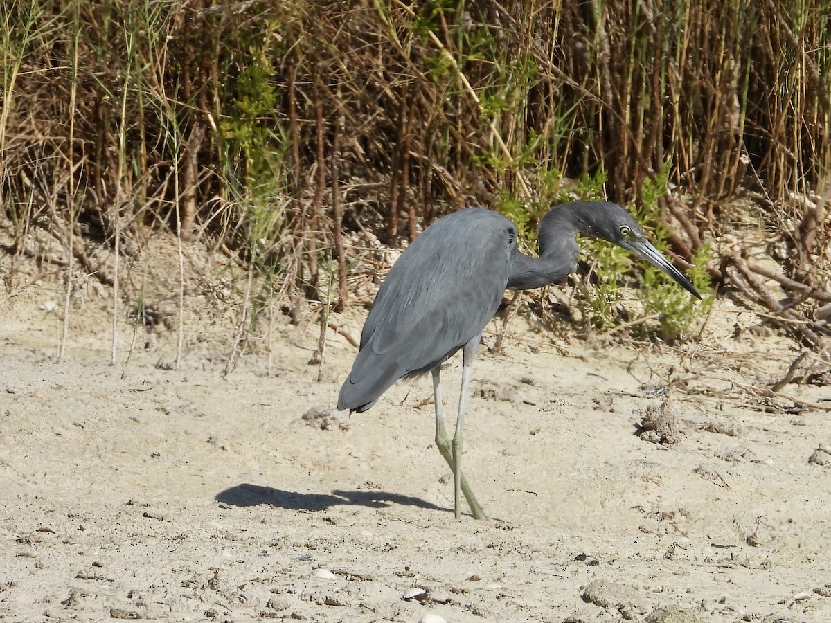 volavka modrošedá - ML646313040