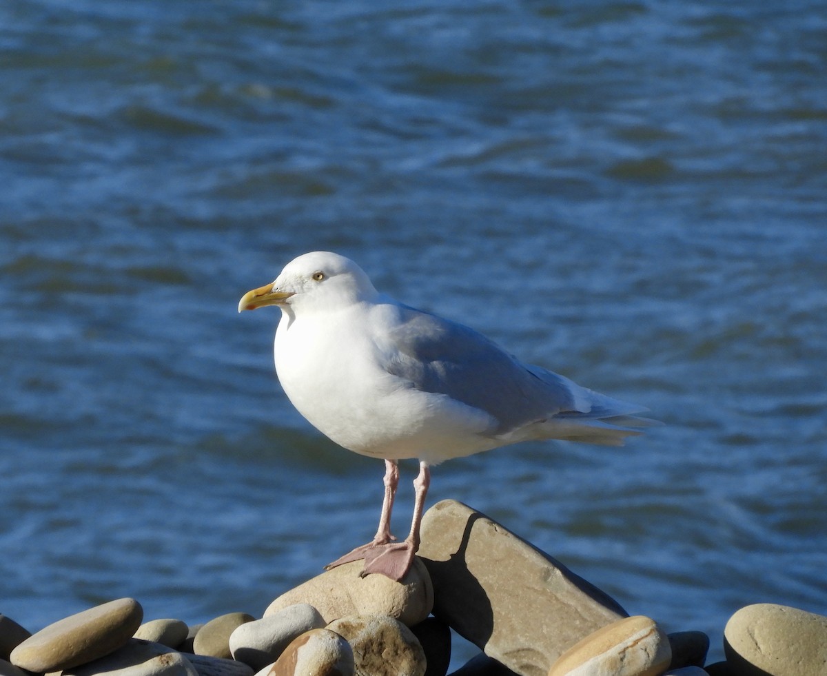 北極鷗 - ML646313041