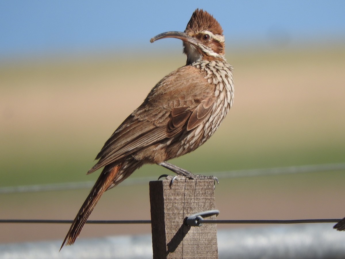 Scimitar-billed Woodcreeper - ML646313042