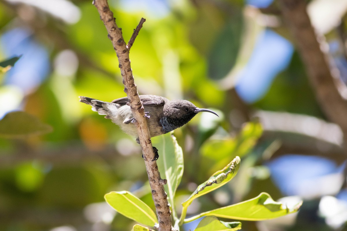 Seychelles Sunbird - ML646313045