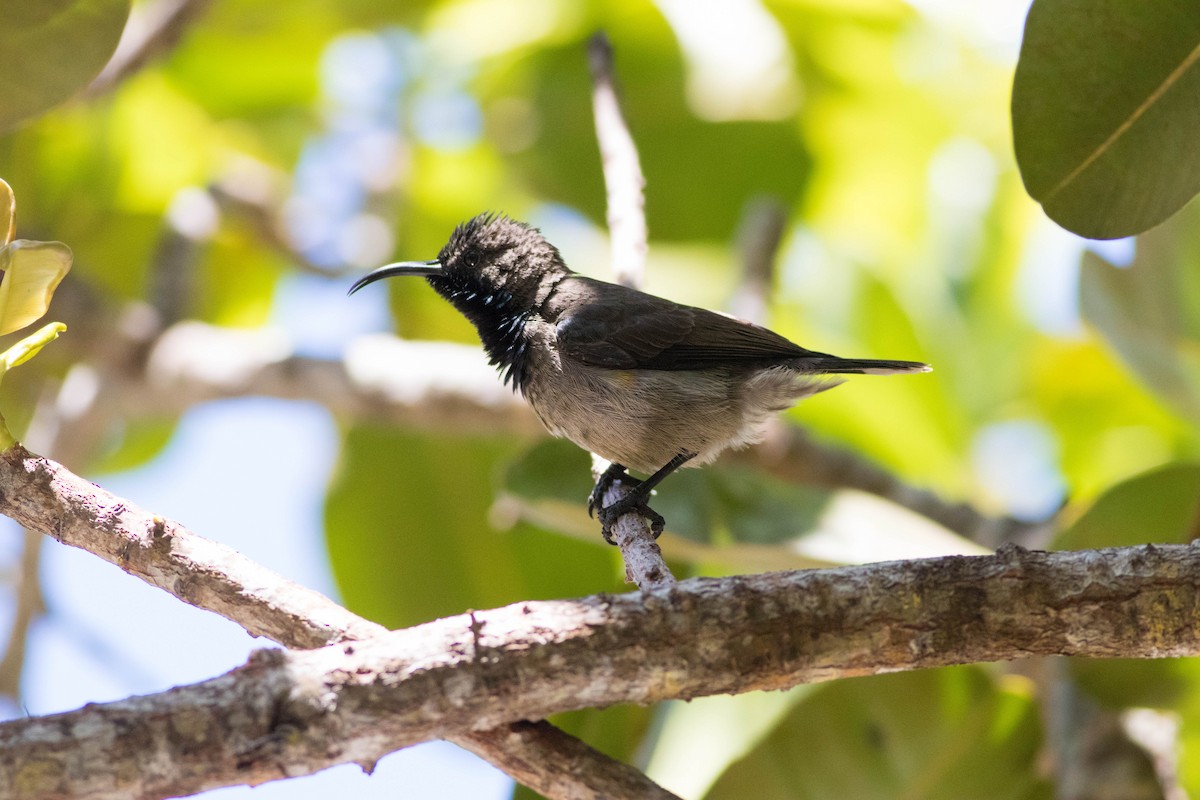 Seychelles Sunbird - ML646313046