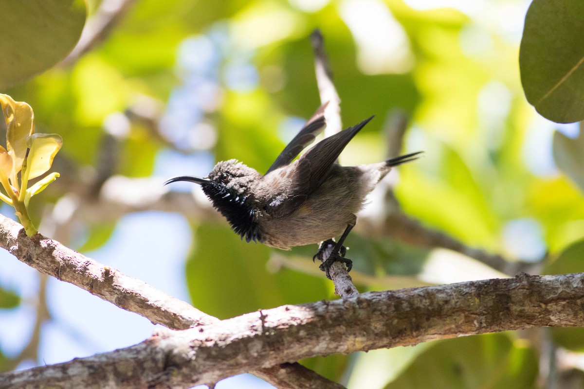 Seychelles Sunbird - ML646313047