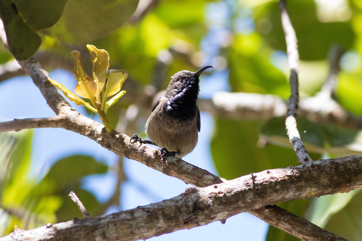 Seychelles Sunbird - ML646313048