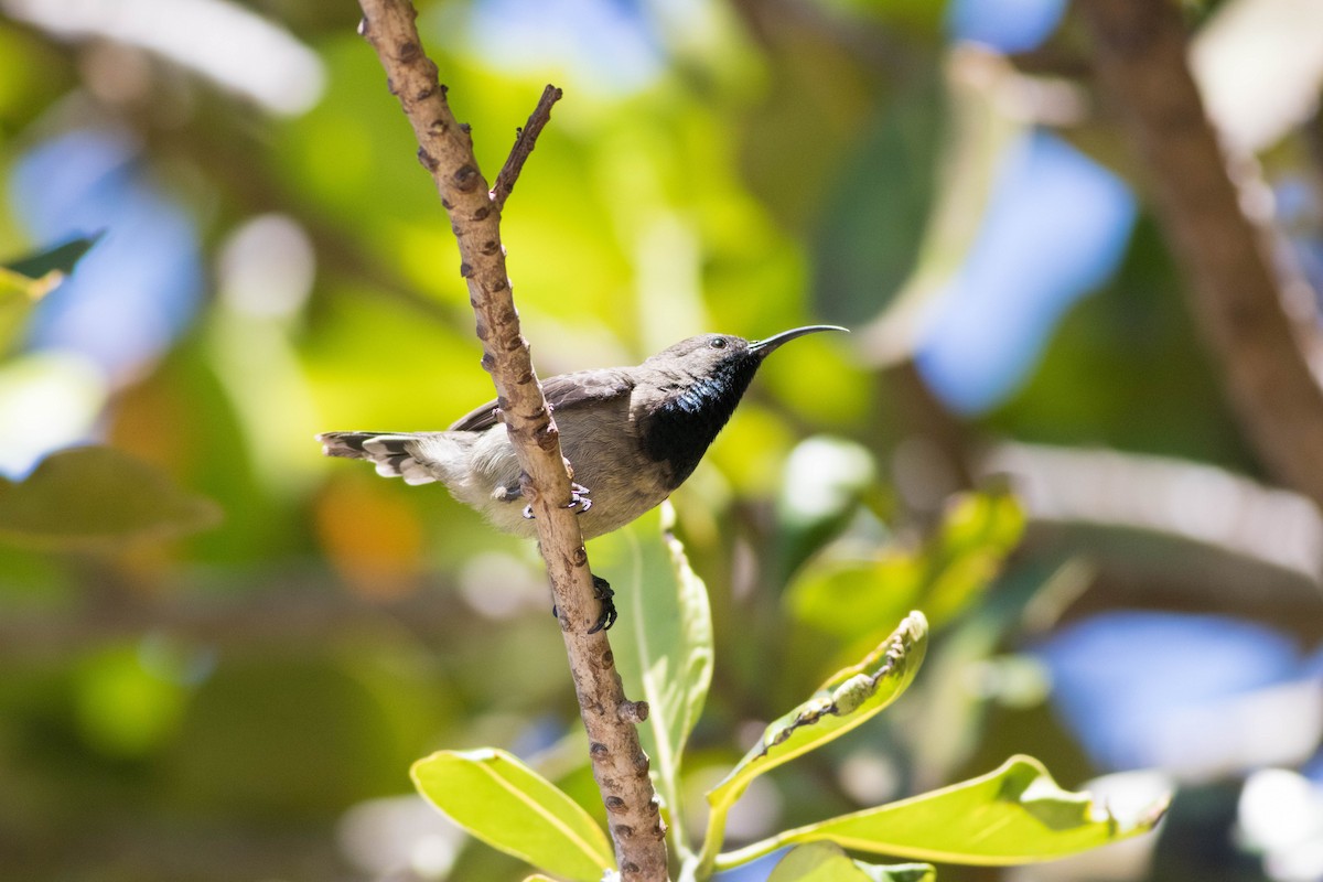 Seychelles Sunbird - ML646313049