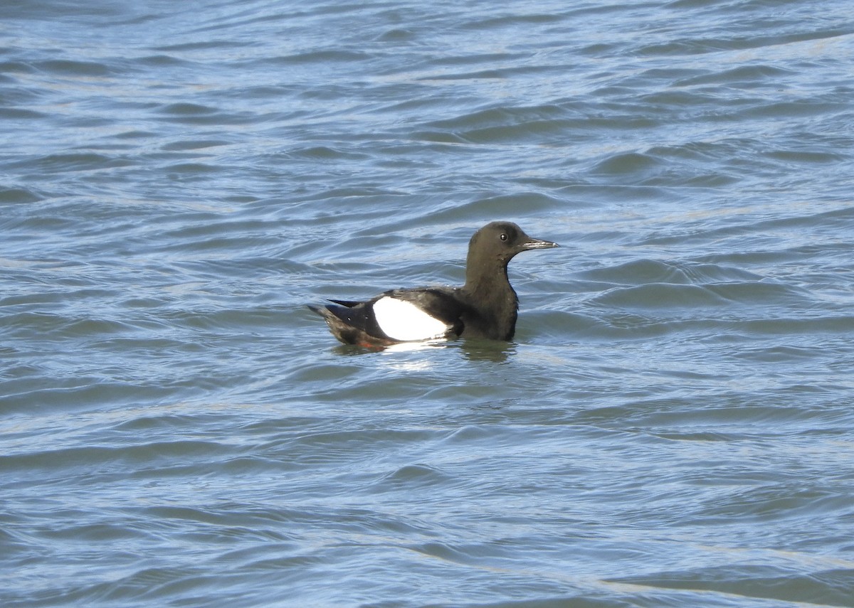 alkoun obecný - ML646313050