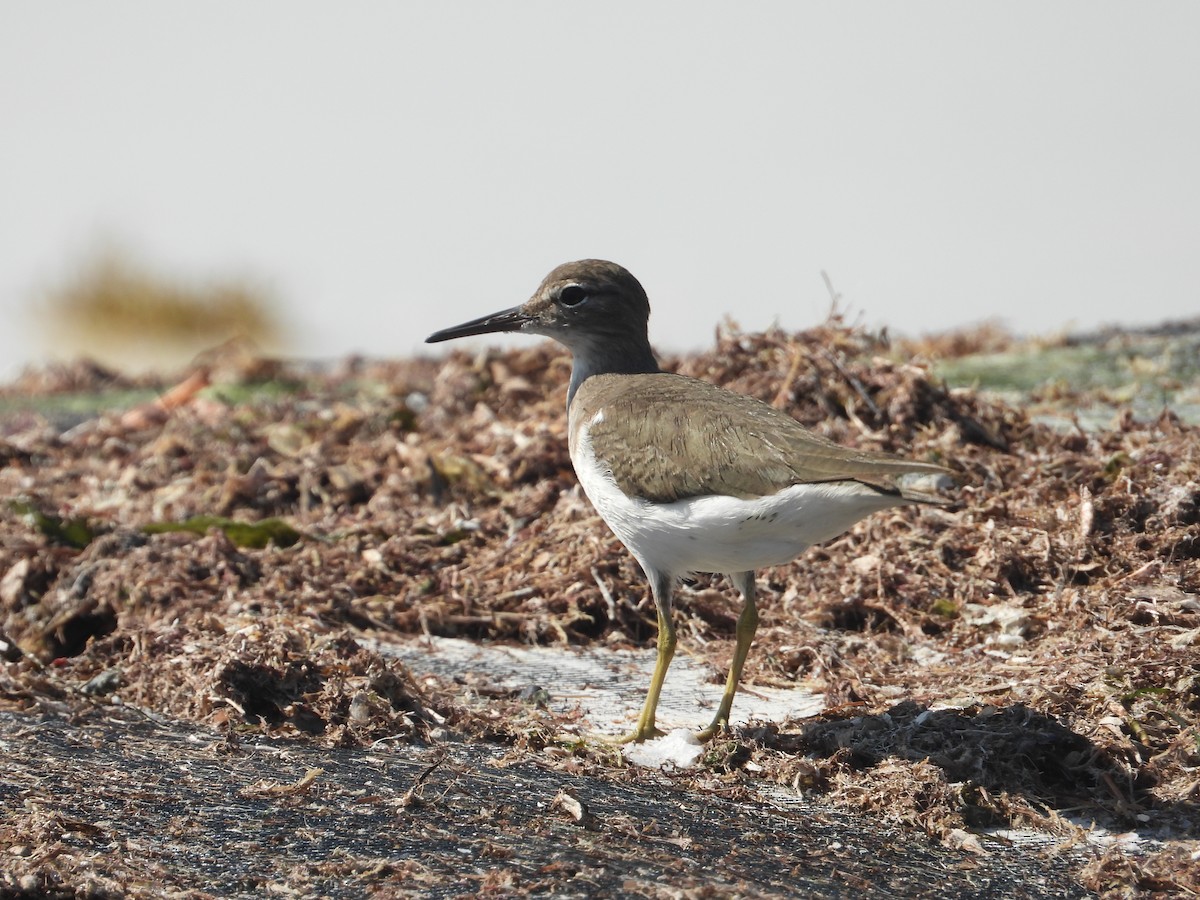 pisík americký - ML646313054
