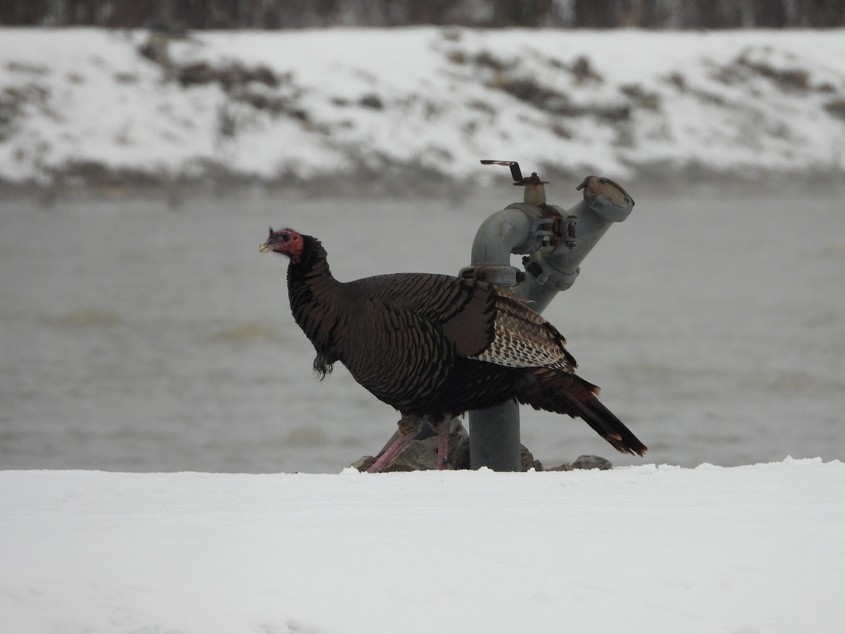 火雞 - ML646313055