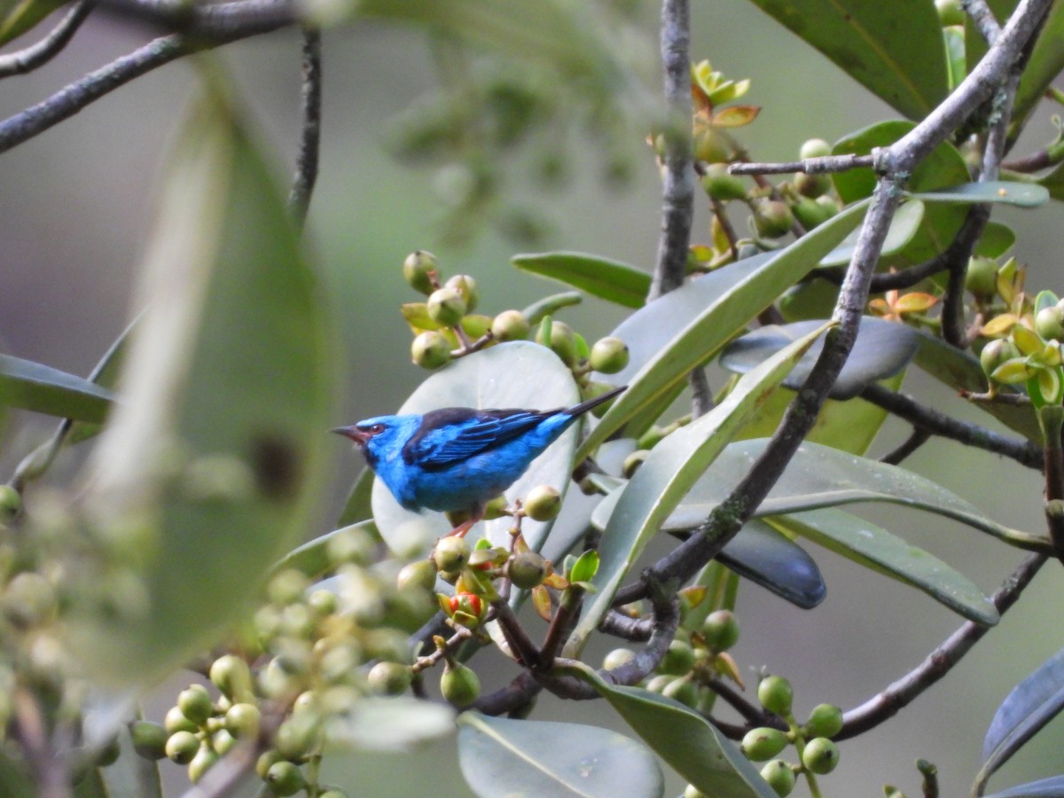 Blue Dacnis - ML646313056
