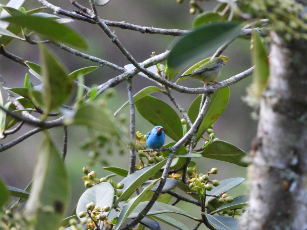 Blue Dacnis - ML646313057