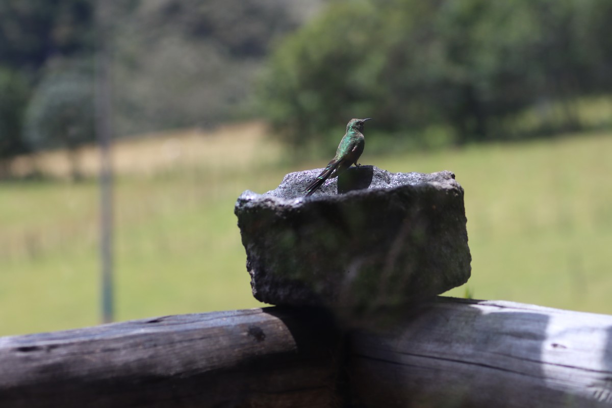 sylfa Viktoriina - ML646313059