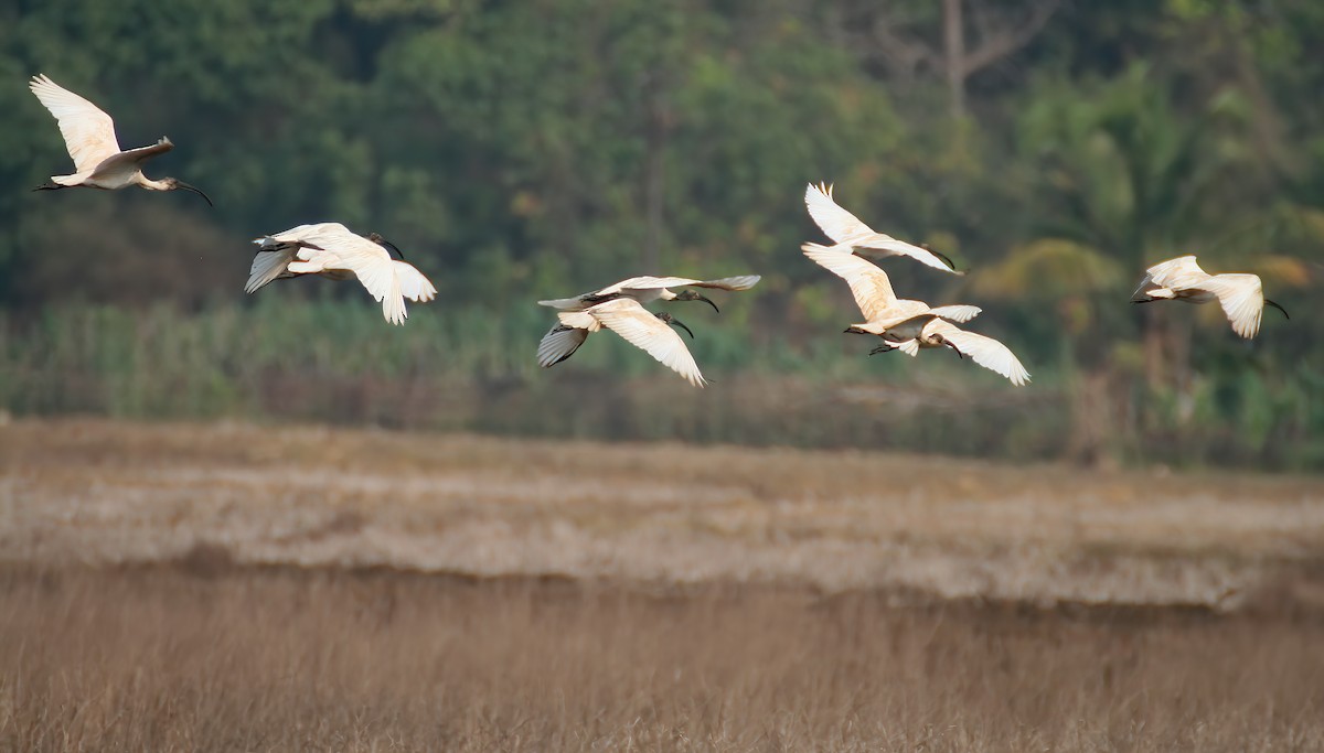 Black-headed Ibis - ML646313061