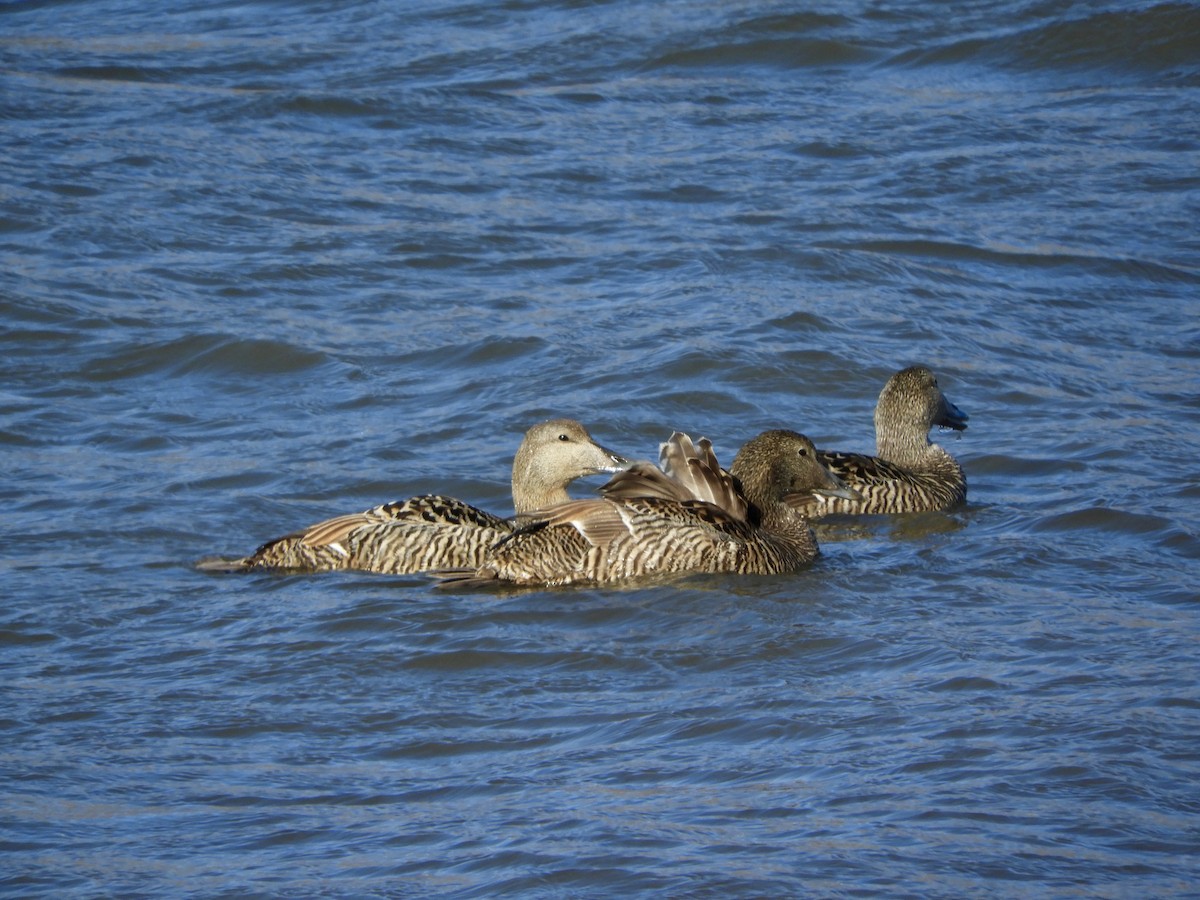 Common Eider - ML646313062