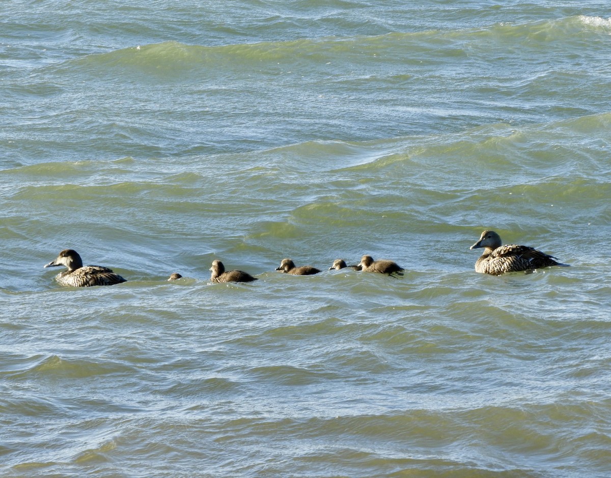 Common Eider - ML646313063