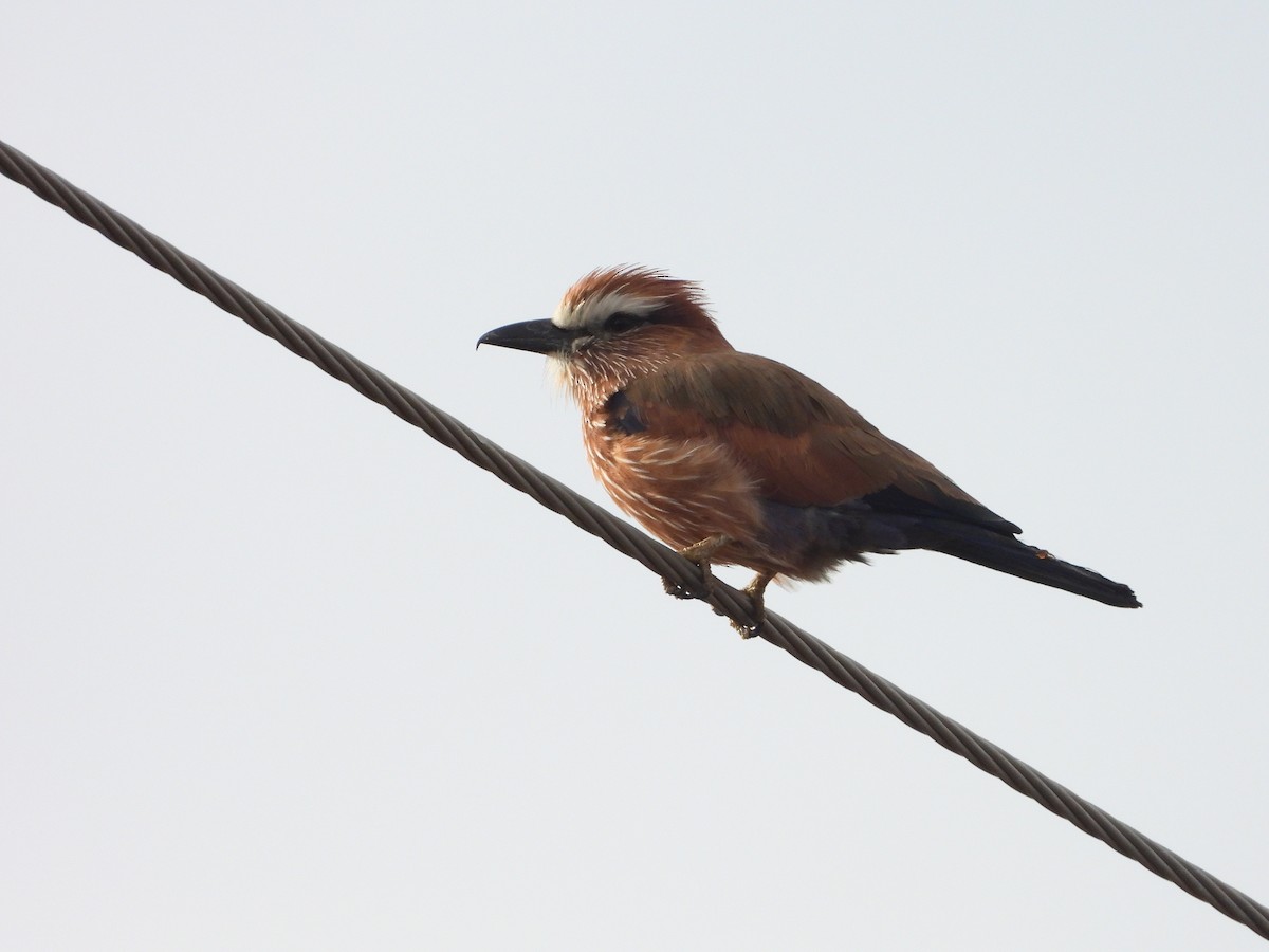 Purple Roller - ML646313065