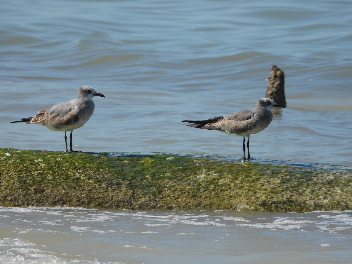 Gabbiano sghignazzante - ML646313068