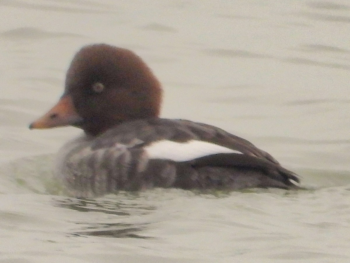 Common Goldeneye - ML646313071