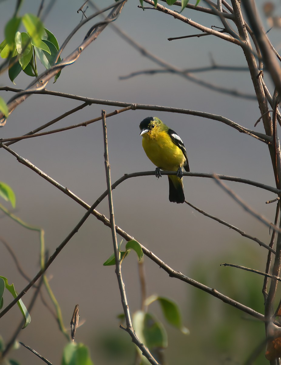 Common Iora - ML646313079