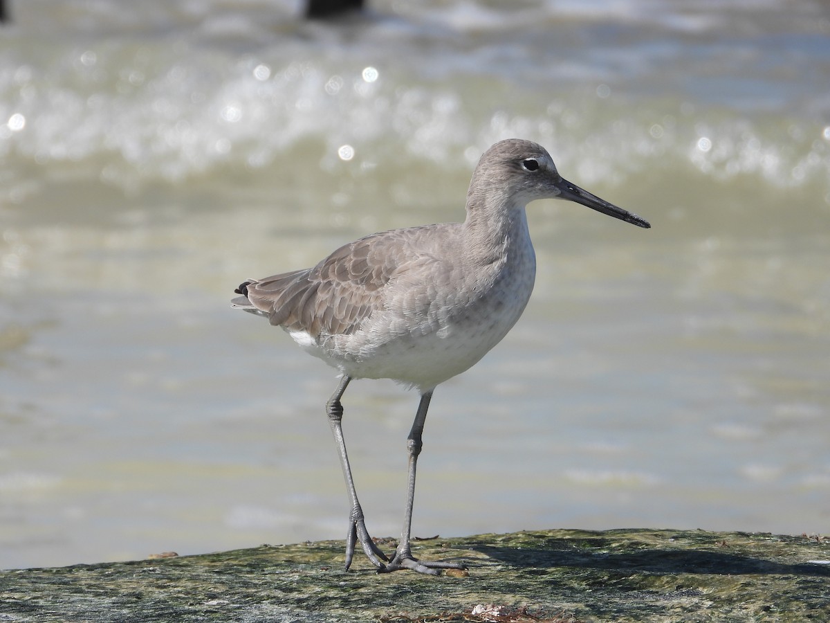 vodouš břehoušovitý - ML646313080