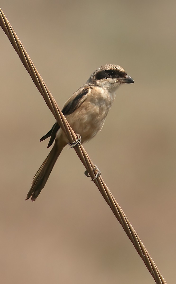 Long-tailed Shrike - ML646313081