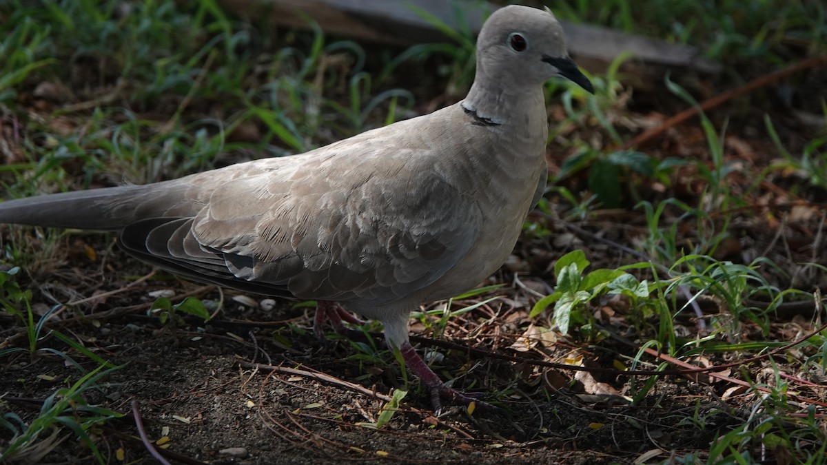 Tourterelle turque - ML646313083