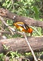 Altamira Oriole - ML646313090