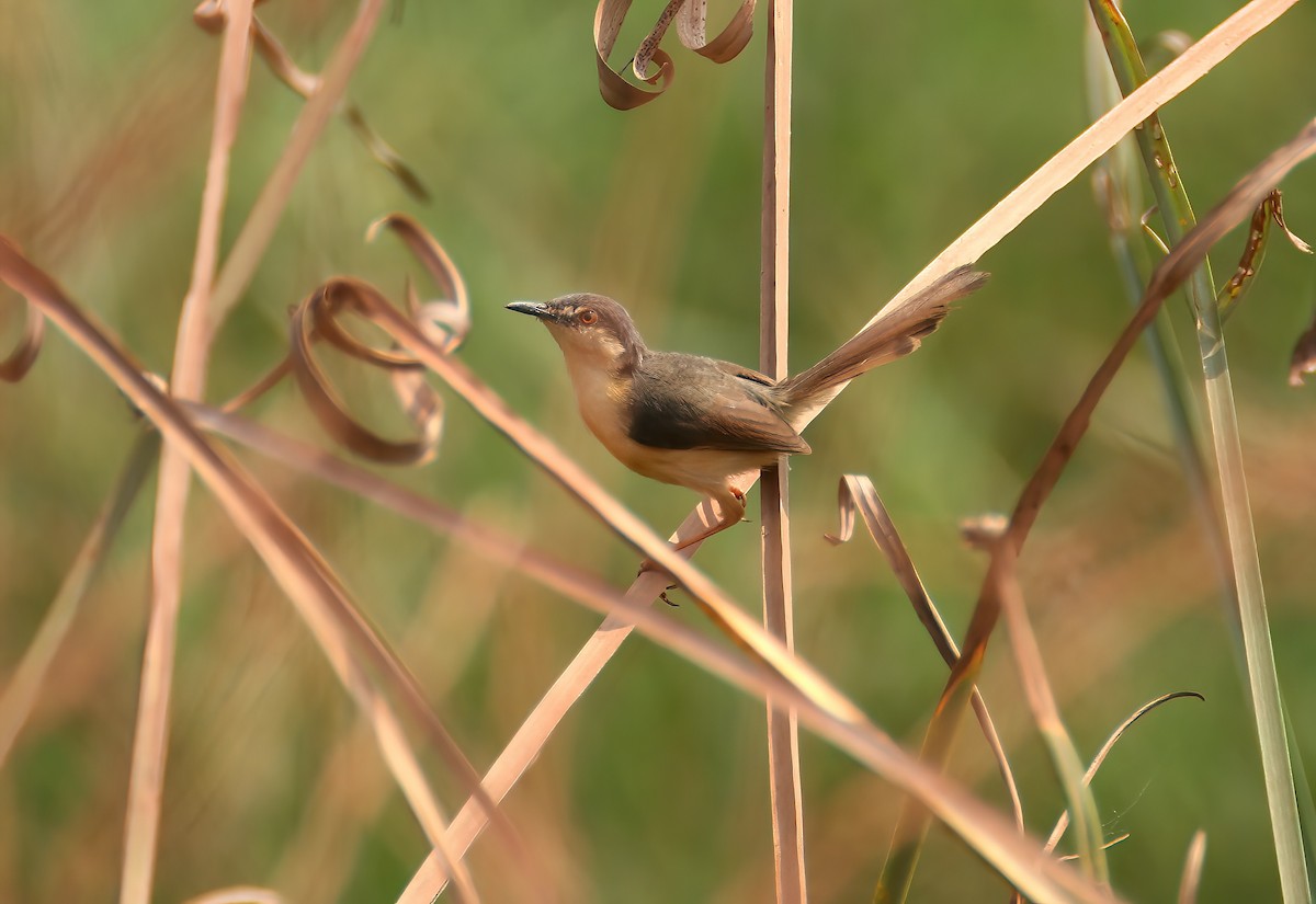 Ashy Prinia - ML646313101