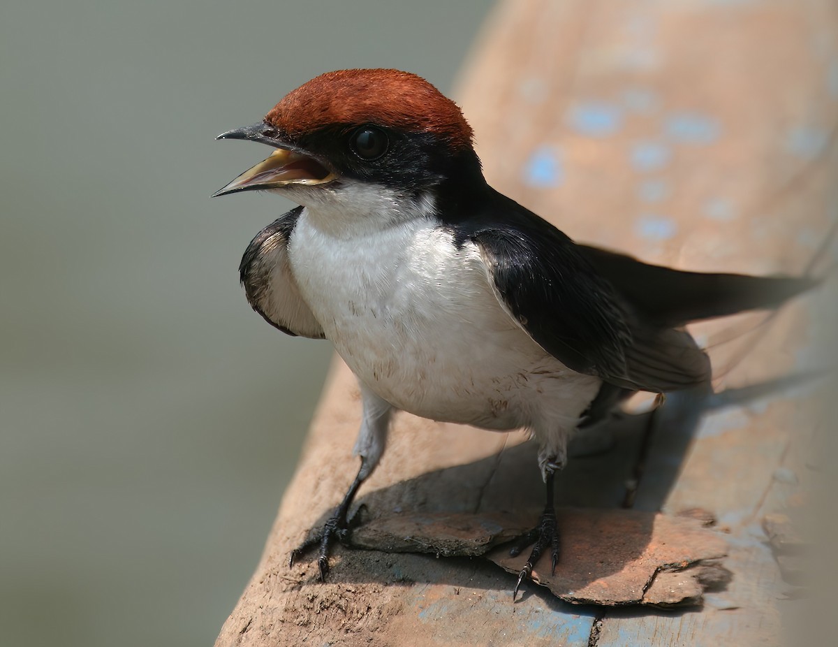 Wire-tailed Swallow - ML646313103