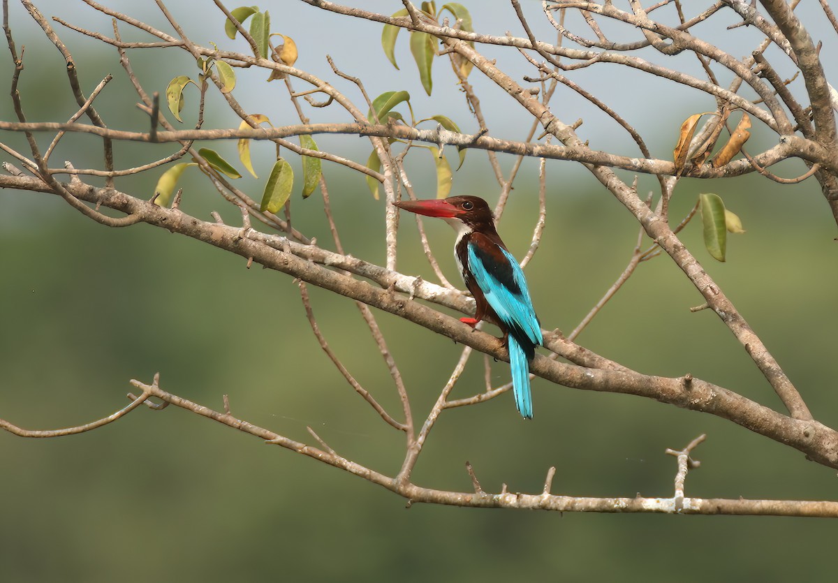 White-throated Kingfisher - ML646313115