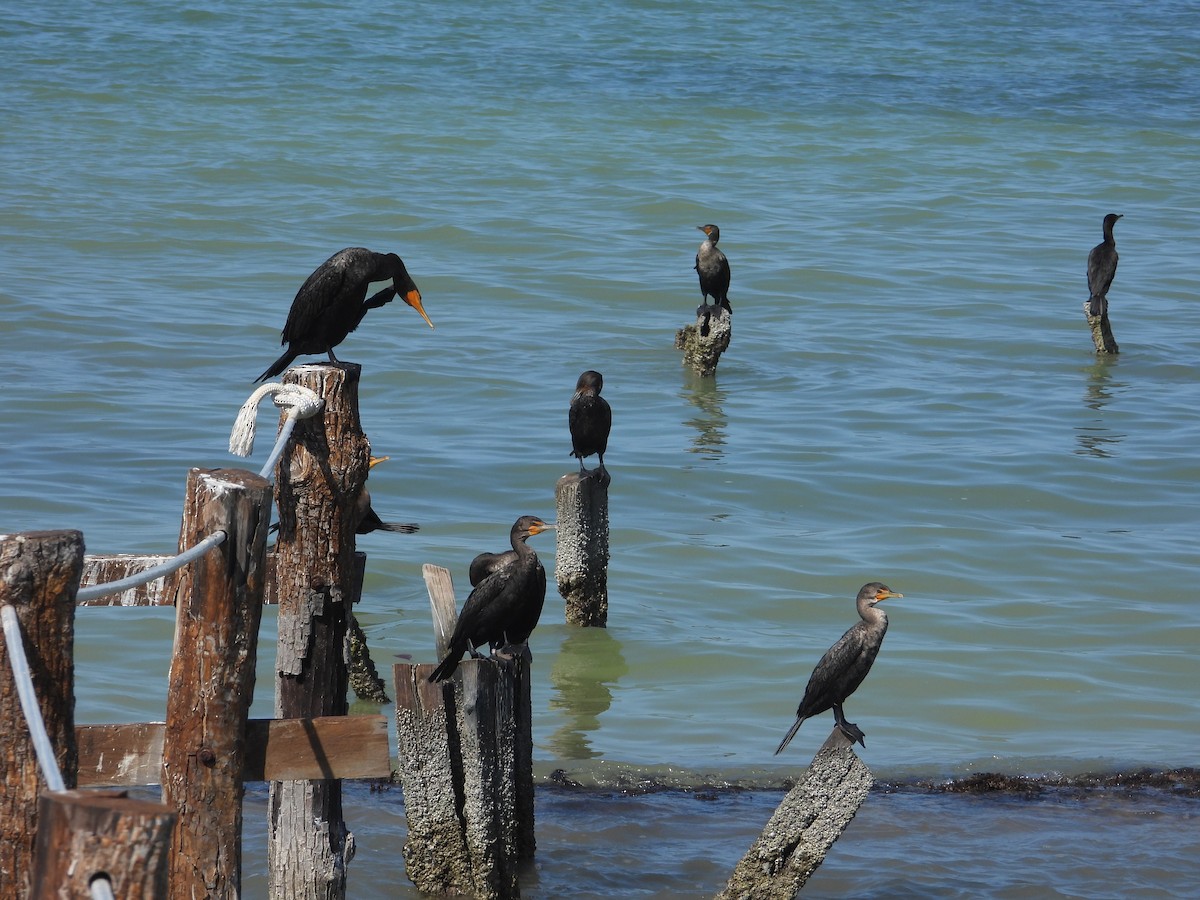 kormorán ušatý - ML646313119