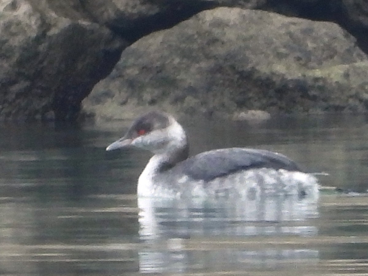 ミミカイツブリ - ML646313124