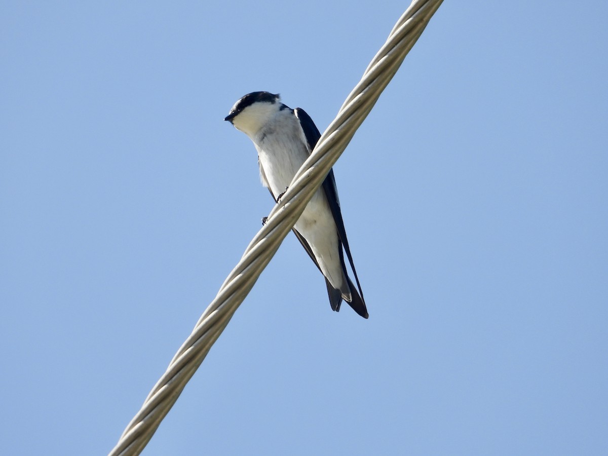 vlaštovka mangrovová - ML646313131