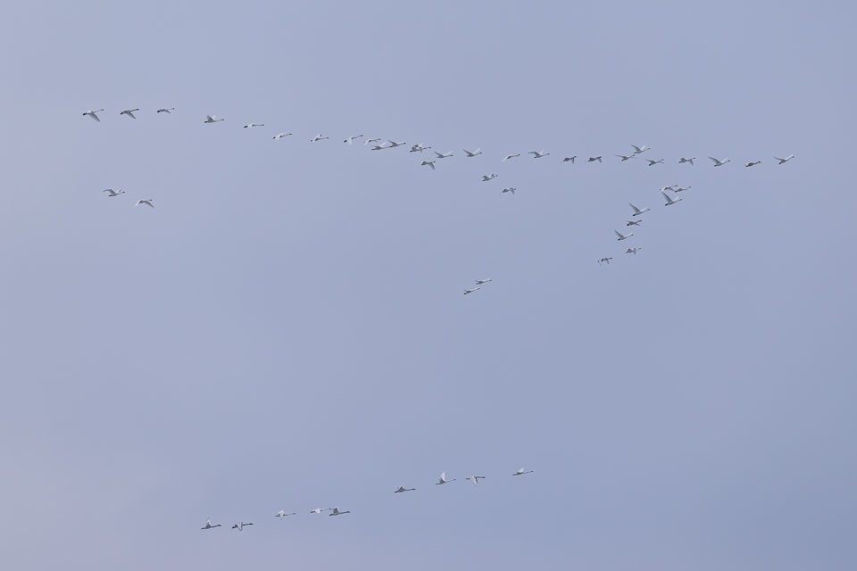 Cigno minore - ML646313141