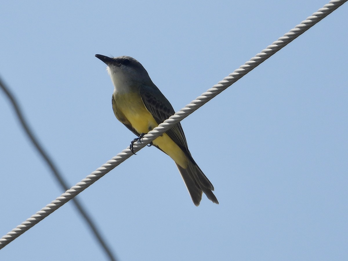 Tropical Kingbird - ML646313143