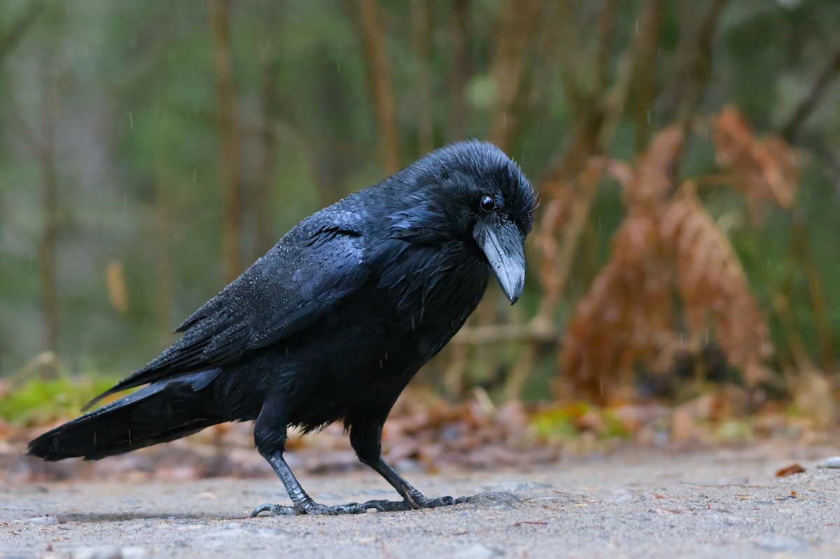 עורב שחור - ML646313147