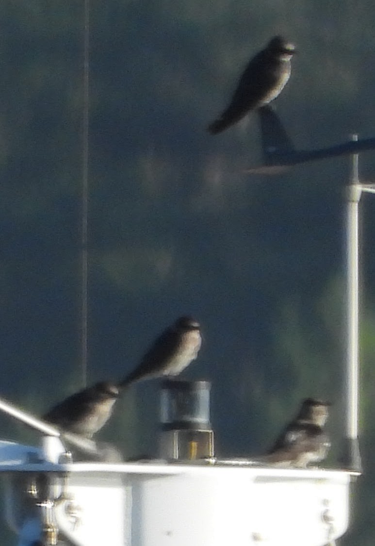 Purple Martin - ML646313149