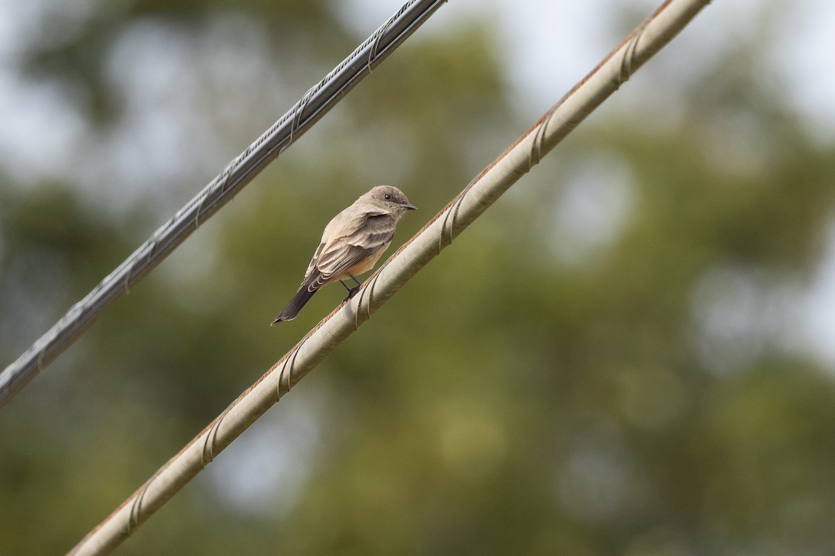 Say's Phoebe - ML646313159