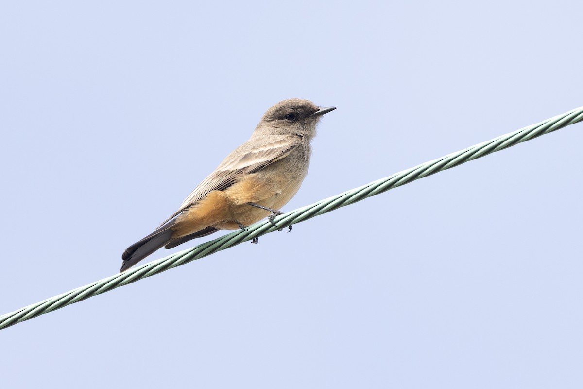 Say's Phoebe - ML646313160