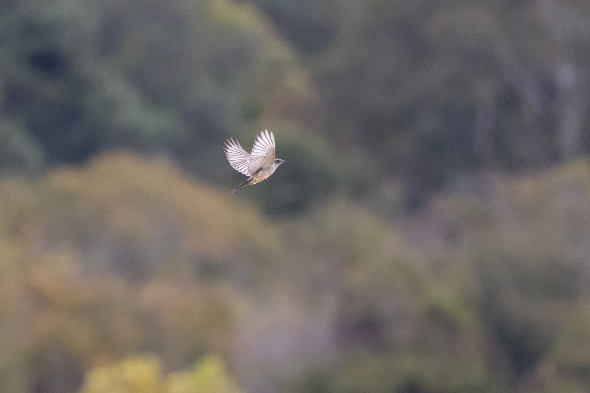 Say's Phoebe - ML646313161