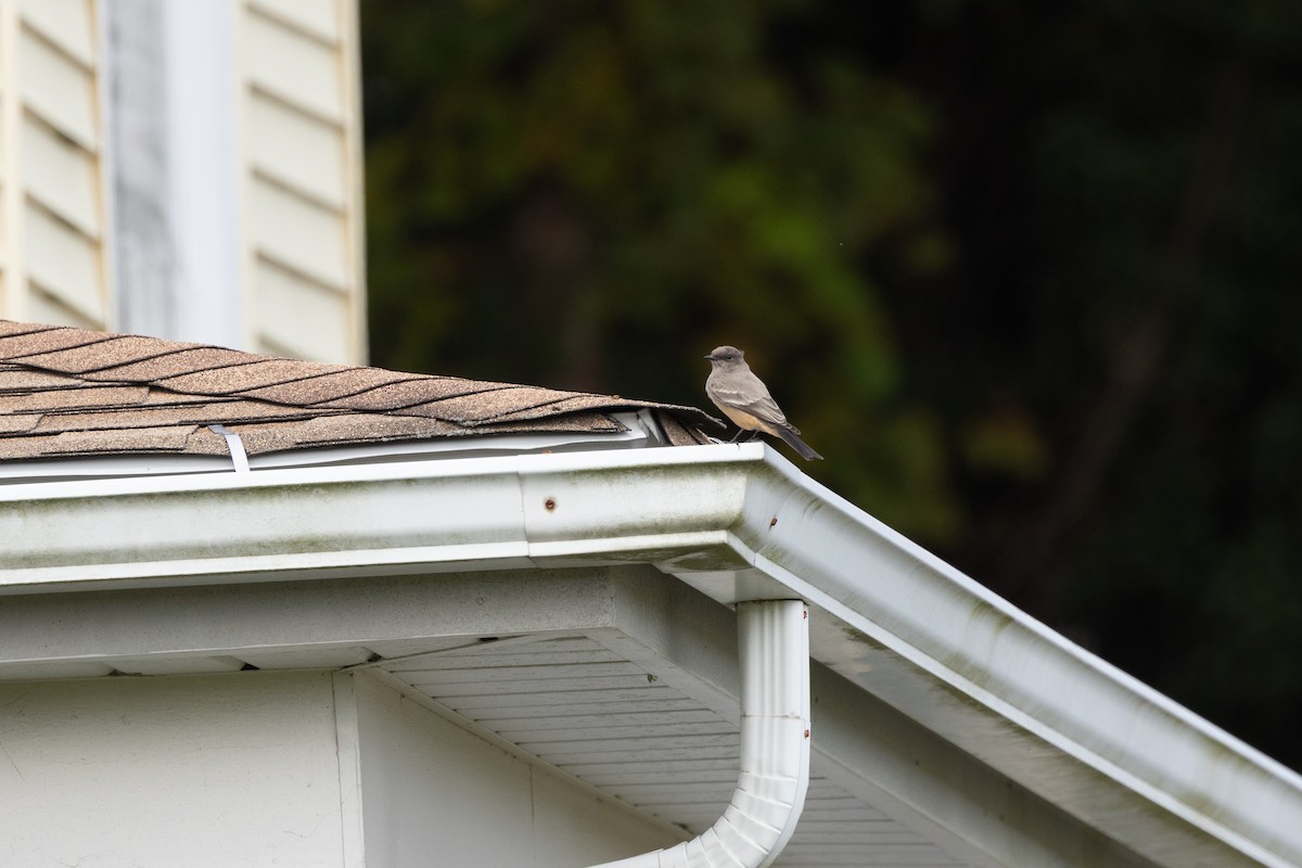 Say's Phoebe - ML646313163