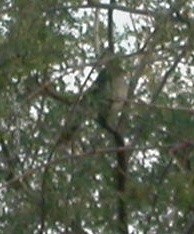 Olive Sparrow - ML646313164