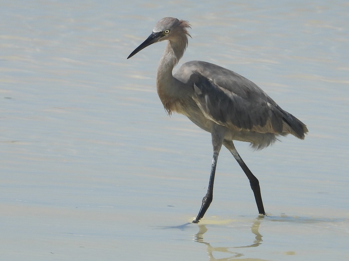 volavka červenavá - ML646313171