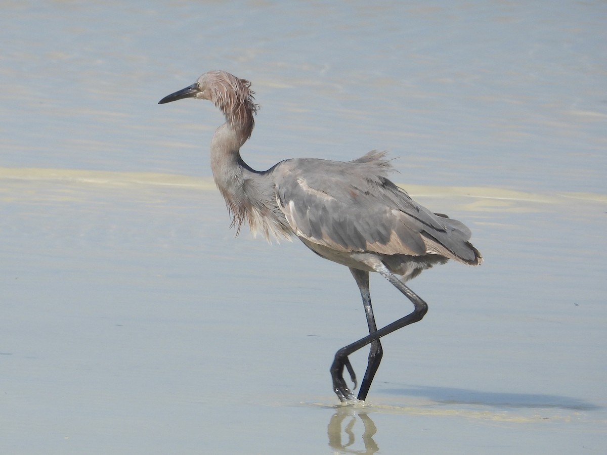 volavka červenavá - ML646313175