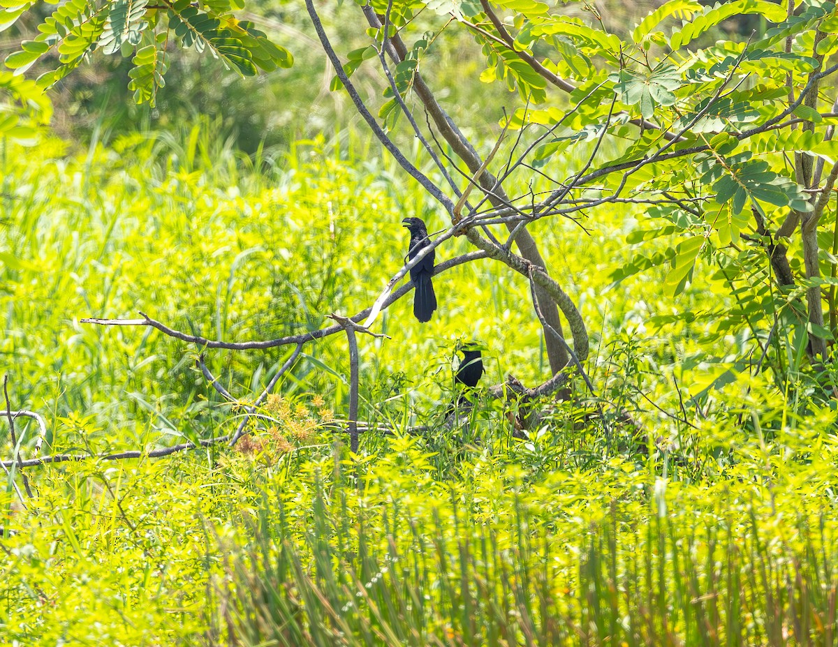 Ані товстодзьобий - ML646313178