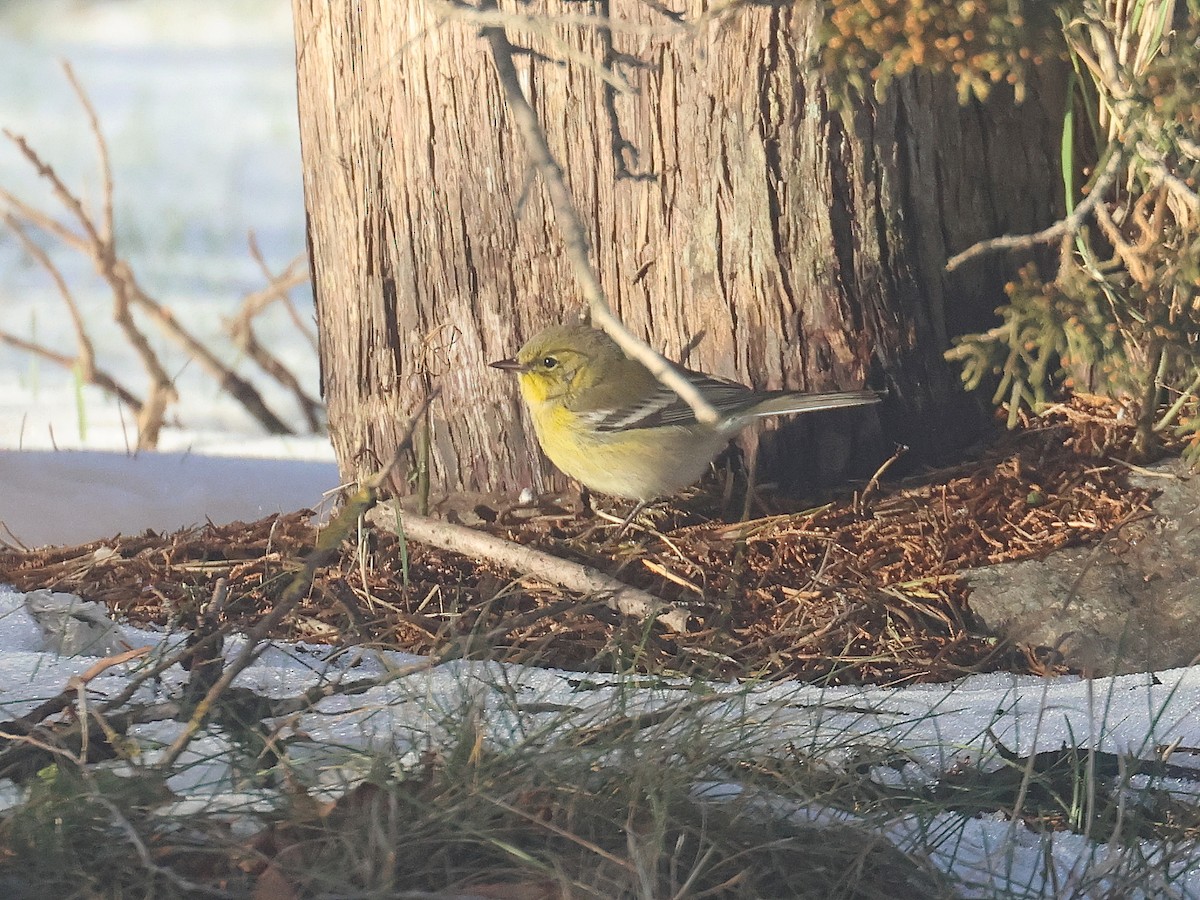 Pine Warbler - ML646313181