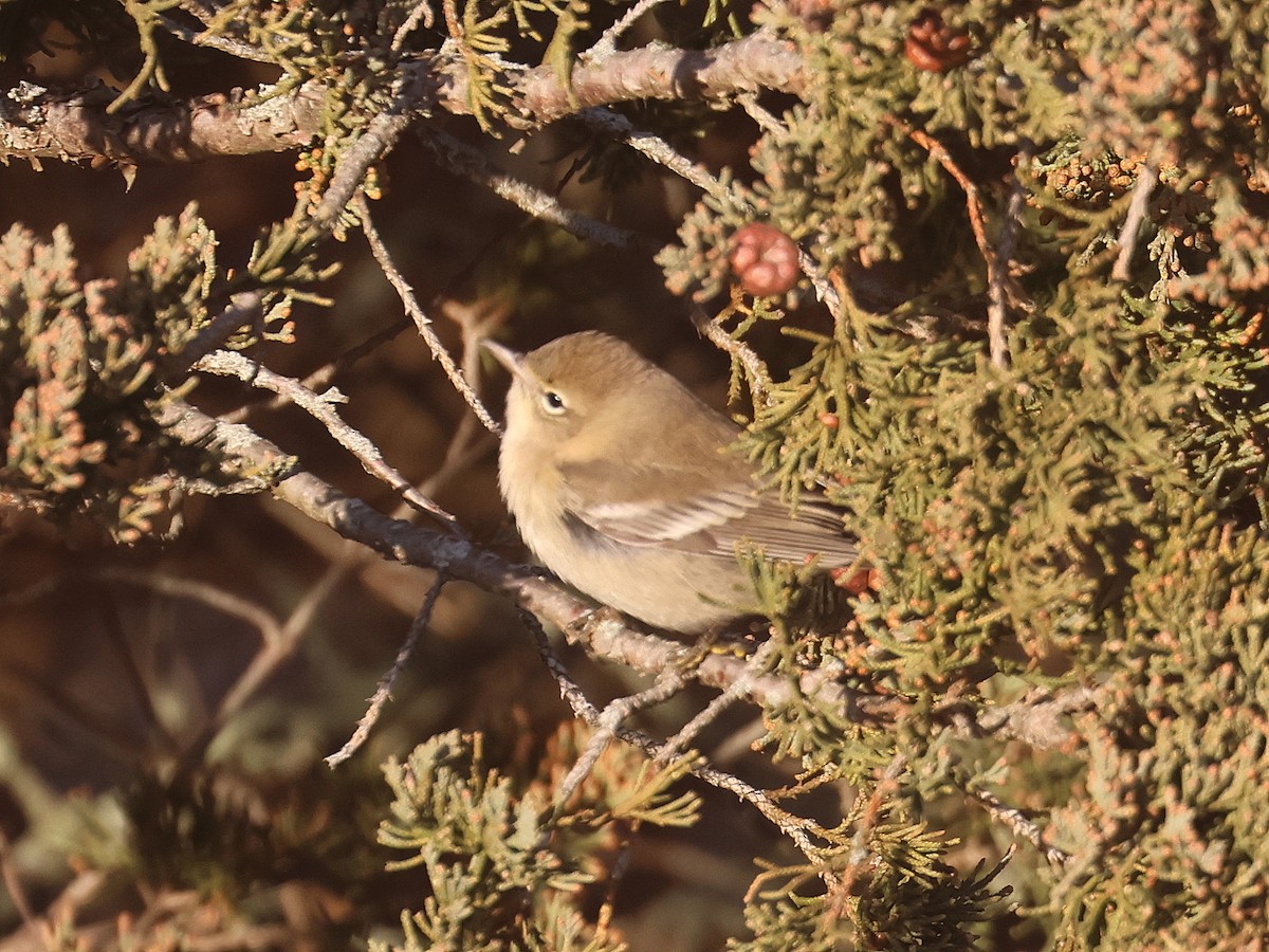 Pine Warbler - ML646313182